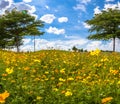 Ã Â¸Å little yellow flowers beside the green field Royalty Free Stock Photo